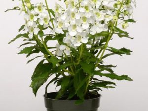 White Archangel Summer Snapdragon