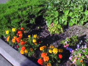 annuals
