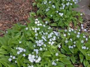 groundcover