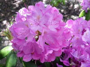 perennials