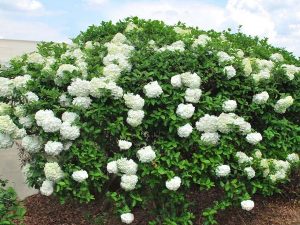 shrub