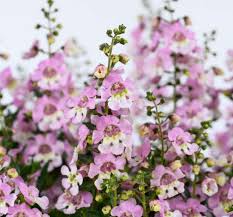Alonia Big Pink BiColor