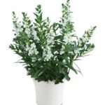 Angelonia Alonia Big Snow