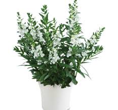 alonia big white
