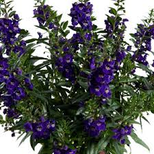 alonia blig blue