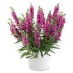Angelonia Alonia Cherry