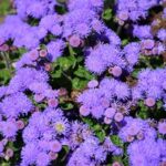 Ageratum Bumble Blue