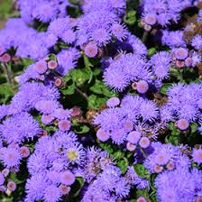 bumble blue