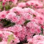 Ageratum Bumble Rose