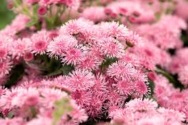 bumble rose