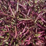 Alternanthera Burgundy Threadleaf