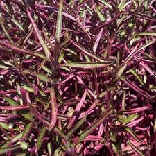 burgundy threadleaf