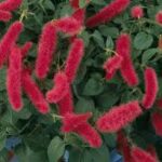 Acalypha Firetail