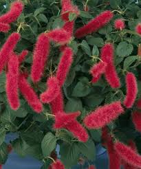 firetail