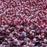 Alternanthera Little Ruby