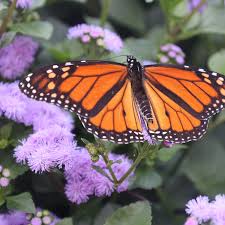 monarch magic