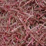 Alternanthera Red Threads