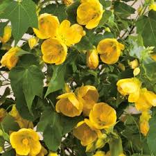 Abutilon Lucky La Yellow