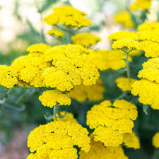 Achillea ‘Moonshine’