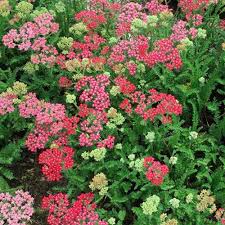 Achillea millefolium Milly Rock Rose
