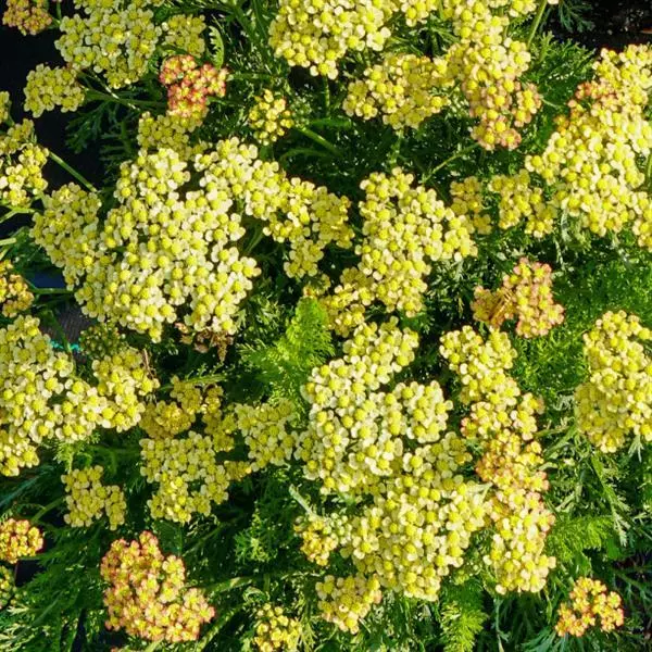 Achillea millefolium Milly Rock Yellow