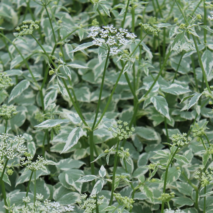 Aegopodium Variegatum