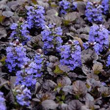 Ajuga reptans Black Scallop