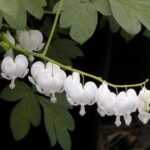 Dicentra spectabilis Alba
