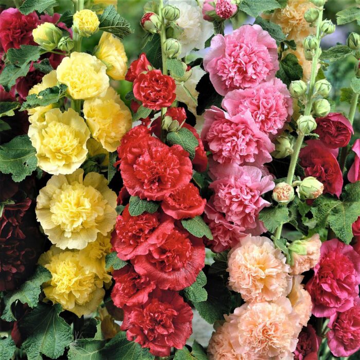 Alcea rosea Chater's Double Mix