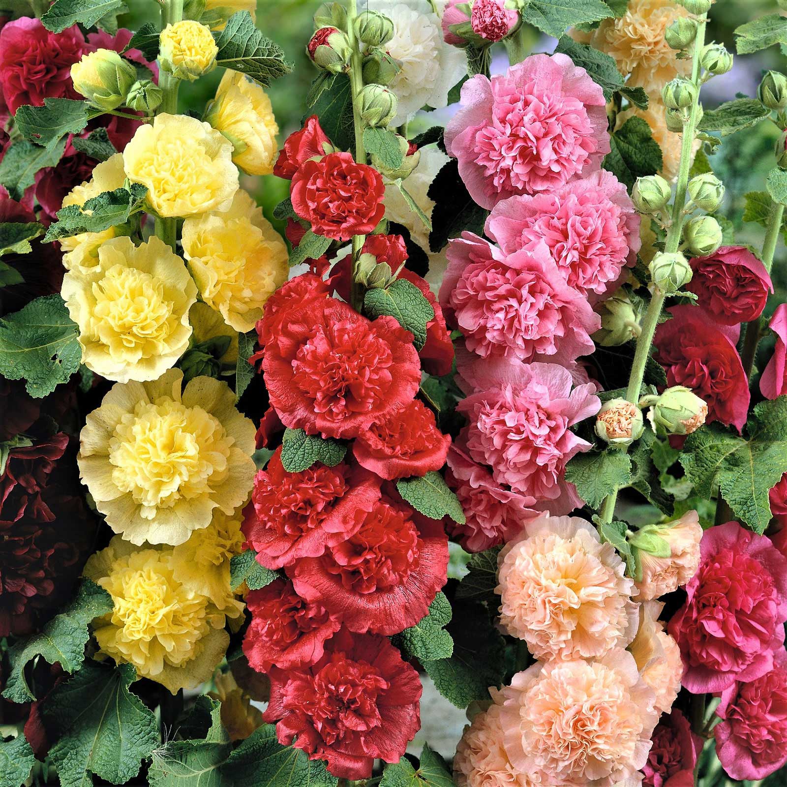 Alcea rosea ‘Chater’s Double’