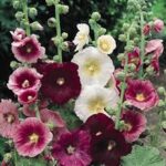 Alcea rosea Indian Spring