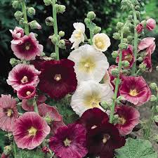 Alcea rosea ‘Indian Spring’