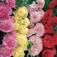 Alcea rosea Powderpuff Mixed