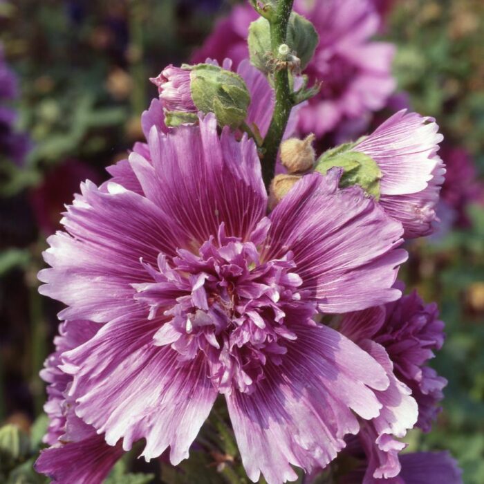 Alcea rosea Queeny Purple