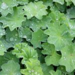 Alchemilla mollis Thriller