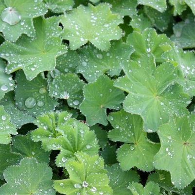 Alchemilla mollis Thriller