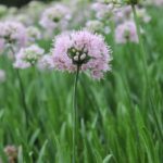 Allium Summer Beauty
