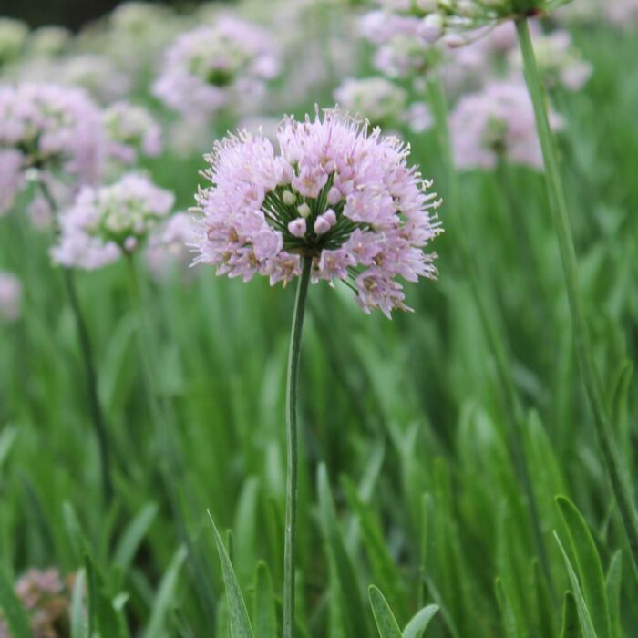 Allium Summer Beauty