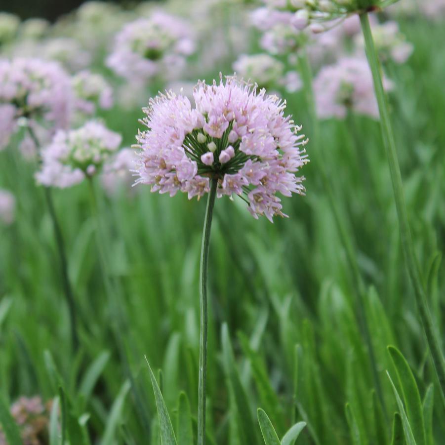 Allium Summer Beauty