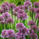 Allium Windy City