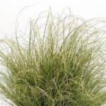Grass, Carex comans Amazon Mist