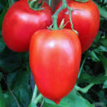 Tomato Paste Amish Paste (4 Pack)