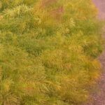 Amsonia hubrechtii