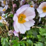 Anemone Elfin Swan