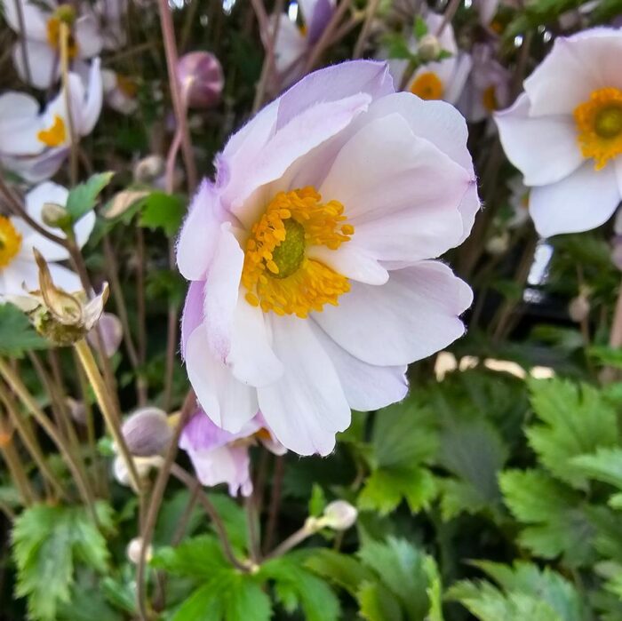 Anemone Elfin Swan