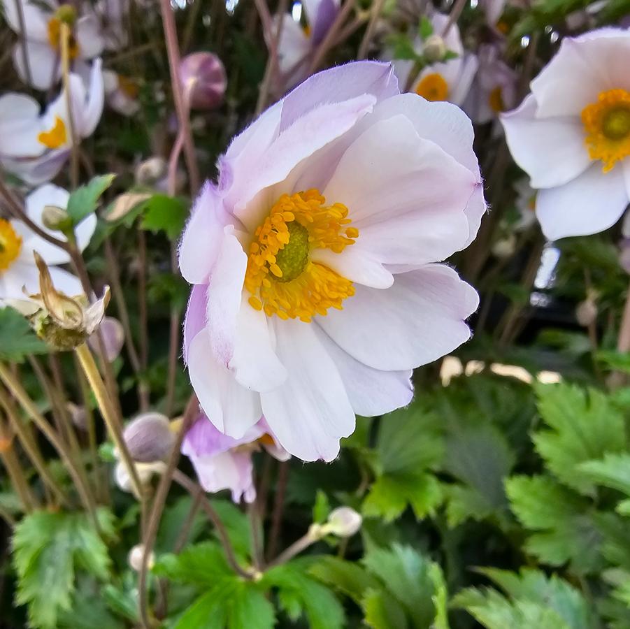 Anemone Elfin Swan