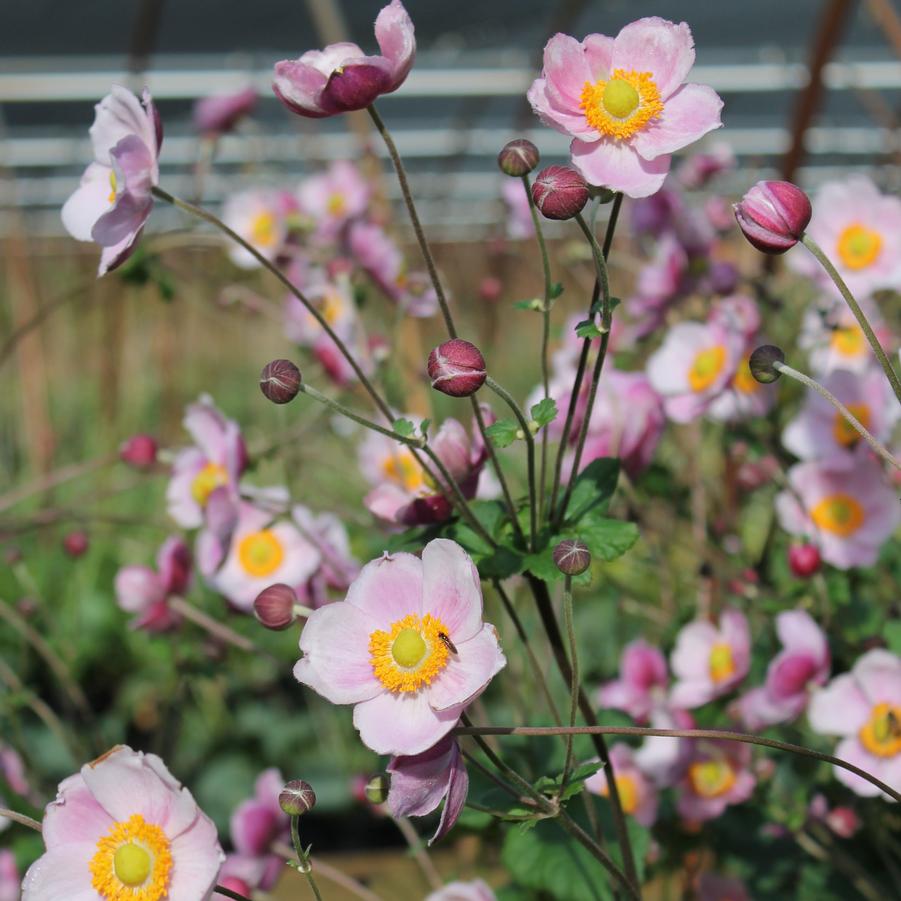 Anemone hupehensis September Charm