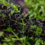 Angelonia Angel Flower Black
