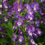 Angelonia Angelface Super Blue