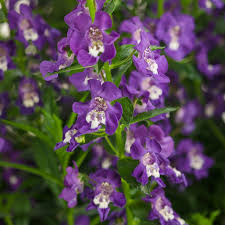 Angelonia Angelface Super Blue